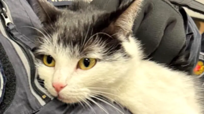 Schwarzfahrerkatze Sheila: Vom Zug in die Zelle – Eine ungewöhnliche Bahnreise