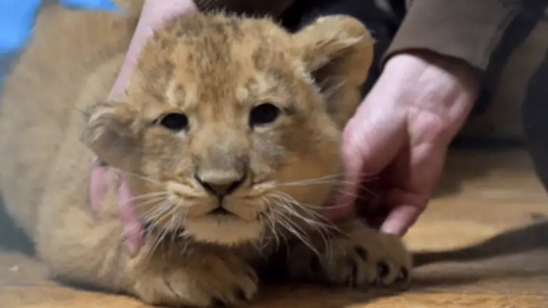 Schweriner Zoo: Besucher bestimmen Namen für seltene Löwenbabys