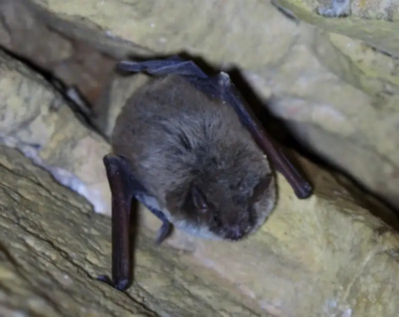 Seltene Teichfledermaus im Nationalpark Sächsische Schweiz entdeckt