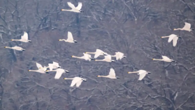 Seltene Zwergschwäne rasten bei Hagenow – Experte warnt vor Störungen der gefährdeten Zugvögel