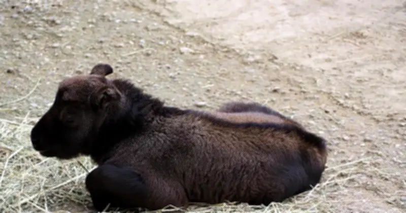 Seltenes Mishmi-Takin-Kalb in Hellabrunn geboren: Ein Hoffnungsschimmer für bedrohte Art