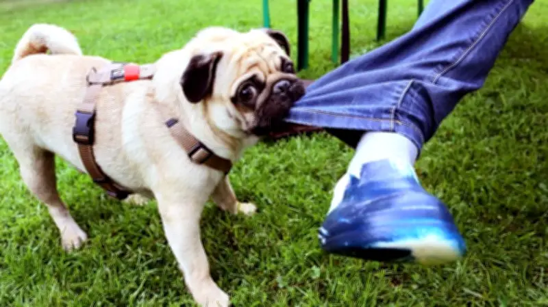 Senior von Schäferhunden attackiert – Ermittlungen gegen Hundehalter in Bütow