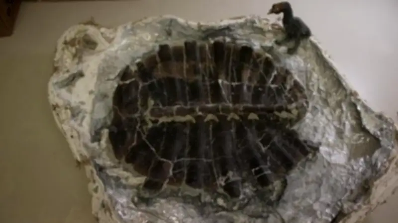 Sensationsfund in Wyoming: Elfjähriger entdeckt 48 Millionen Jahre altes Schildkrötenfossil