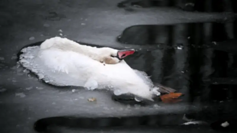 Seuchengefahr durch tote Vögel auf Rügen: Behörde rechtfertigt Passivität