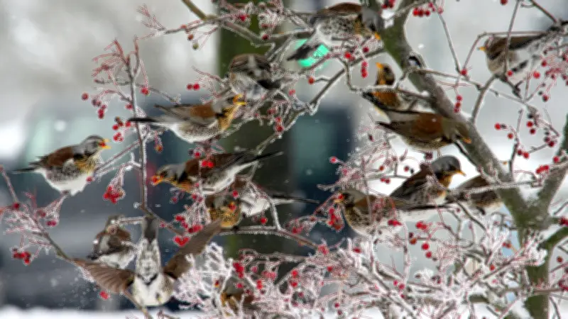 Sibirische Kälte in Vorpommern: Wie Wildtiere den Extremfrost überleben