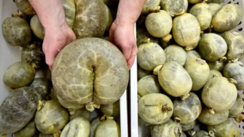 Skurrile Spezialitäten weltweit: Ein Quiz für starke Mägen und kulturelle Neugier