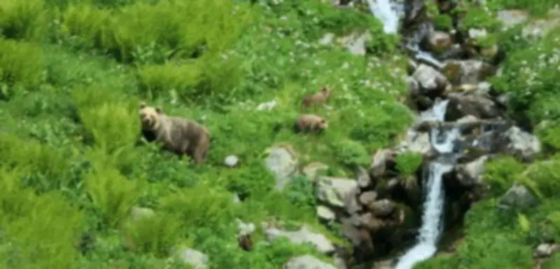 Slowakei: Förster von Bärin angegriffen – Sohn tötet Muttertier in Notwehr