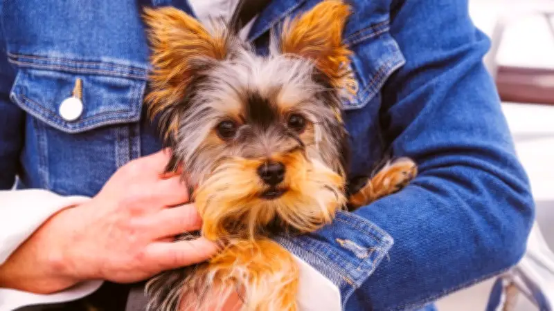 Smoky: Der winzige Yorkshire-Terrier, der als erster Therapiehund Geschichte schrieb