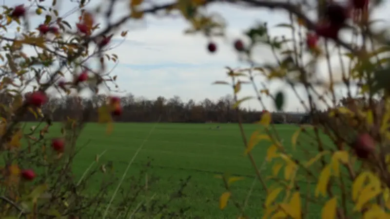 Solarpark in Merseburg-Nord: Räte drücken auf Pausetaste und fordern Alternativprüfung