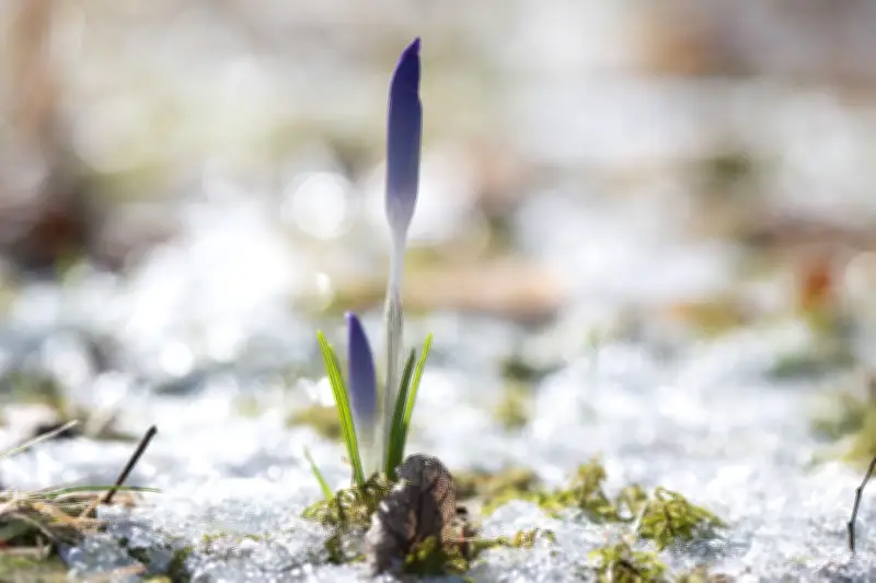 Sonniger und trockener Winter in Sachsen: DWD-Bilanz 2025/26 zeigt deutliche Abweichungen