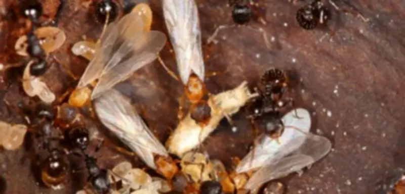 Spektakuläre Entdeckung: Neue Ameisenart pflanzt sich ohne Männchen fort