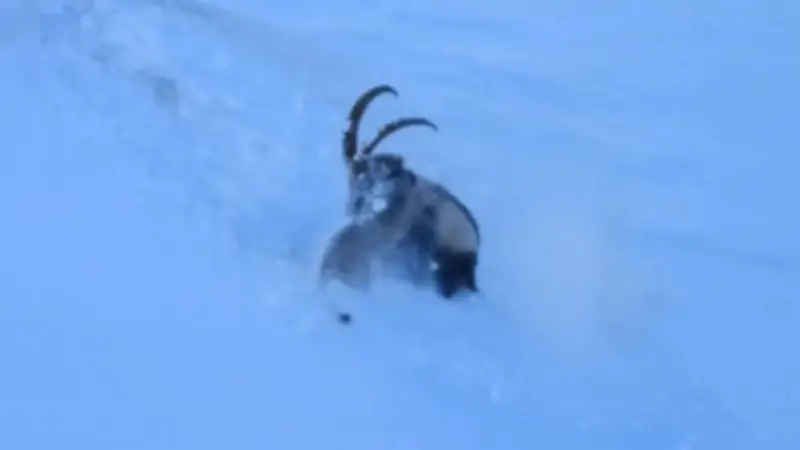 Spektakuläre Wildtier-Aufnahmen: Schneeleopard und Steinbock im erbitterten Kampf am Abgrund