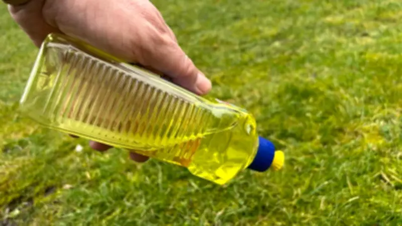 Spülmittel gegen Moos im Rasen: Experte warnt vor gefährlichem Hausmittel-Trend