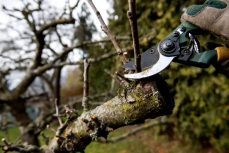 Spätwinter-Rückschnitt: Letzte Chance vor dem Schnittverbot ab 1. März