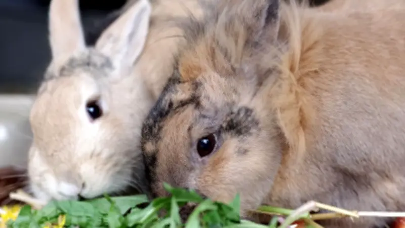 Stille Gefahren für Kaninchen: Warum viele Tiere plötzlich sterben