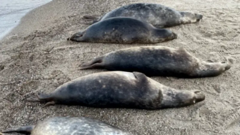 Strafbefehl gegen Rügen-Fischer: Kegelrobben in Reuse verendet