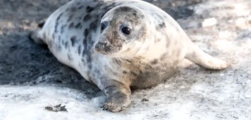 Strafbefehle gegen Fischer: Verantwortung für tote Kegelrobben vor Rügen
