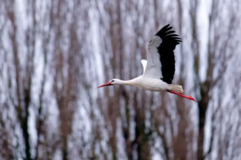 Störche in Mecklenburg-Vorpommern: Vogelgrippe und andere Gefahren auf dem Zugweg