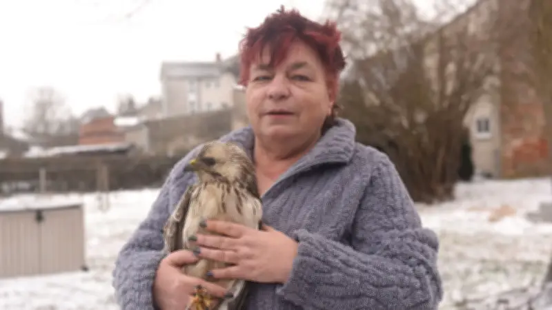 Strenger Winter setzt Mäusebussarden zu: Falknerin rettet geschwächte Greifvögel in der Prignitz