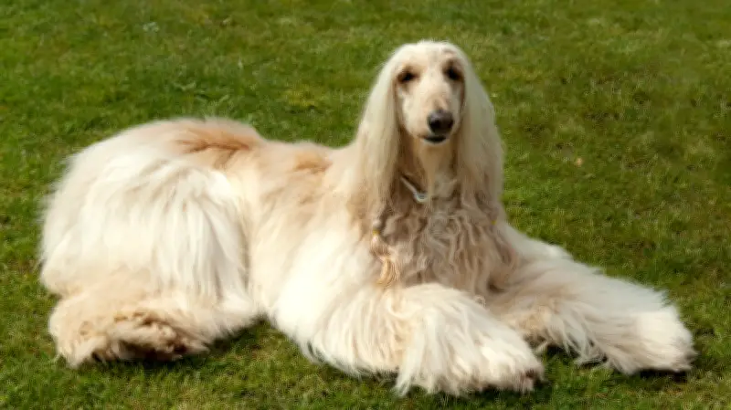 Studie enthüllt: Diese 10 Hunderassen gelten als am wenigsten intelligent