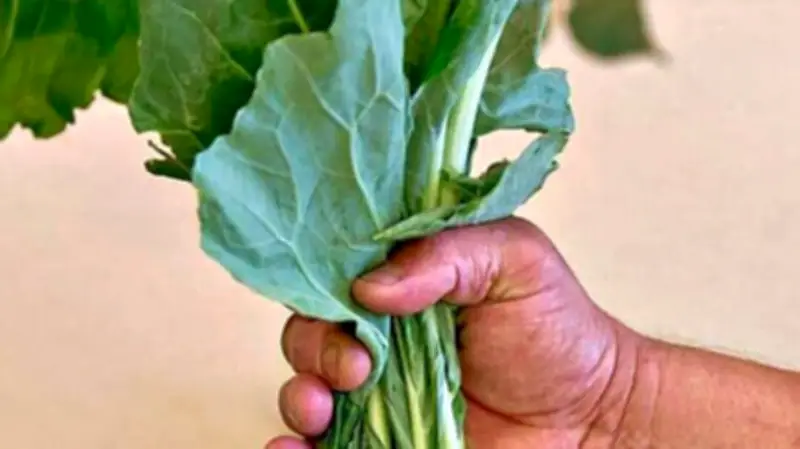 Supermarkt verweigert Kohlrabiblätter als Hasenfutter: Senior aus Osterfeld enttäuscht