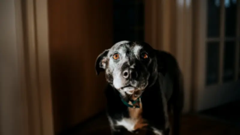 Tetanus beim Hund: Gefährliche Bodenbakterien und lebensrettende Sofortmaßnahmen