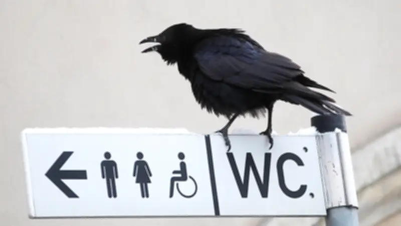 Tägliche Tierbeobachtung in Halle: Wenn tierische Mitbewohner zur Plage werden