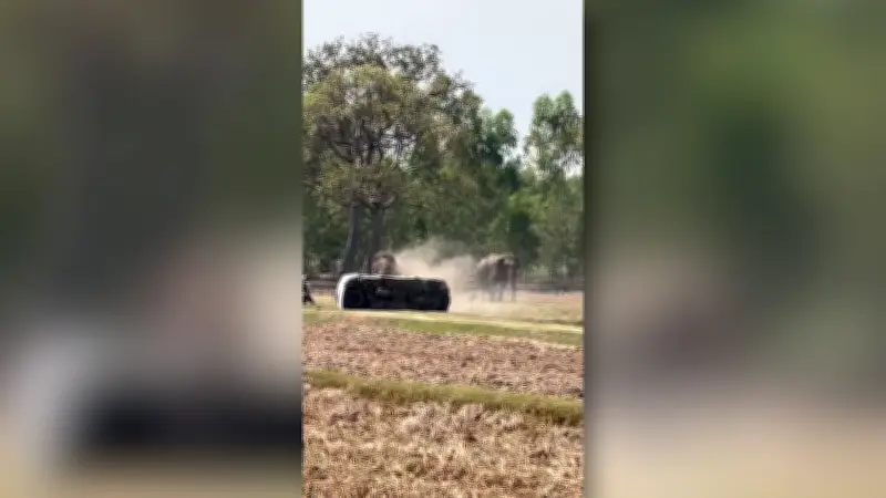 Thailand: Elefantenbulle attackiert Betreuer während Paarungsversuch