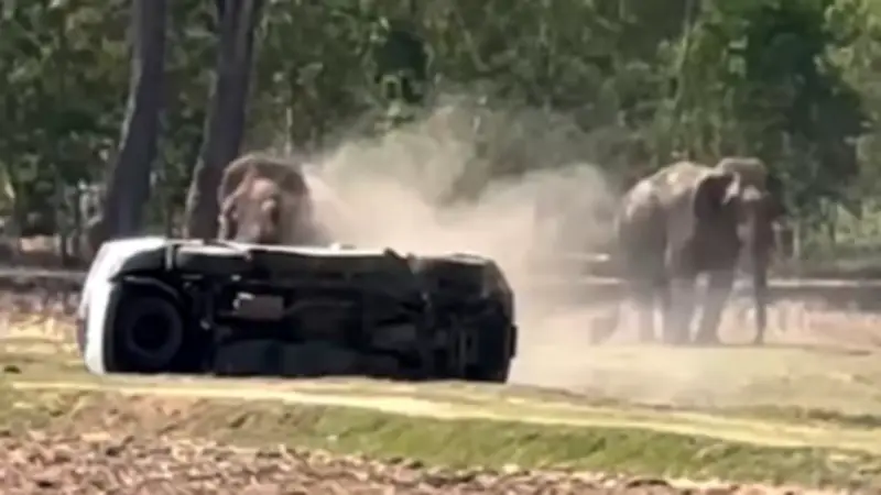 Thailand: Elefantenbulle greift Betreuer an, nachdem er bei der Paarung gestört wurde