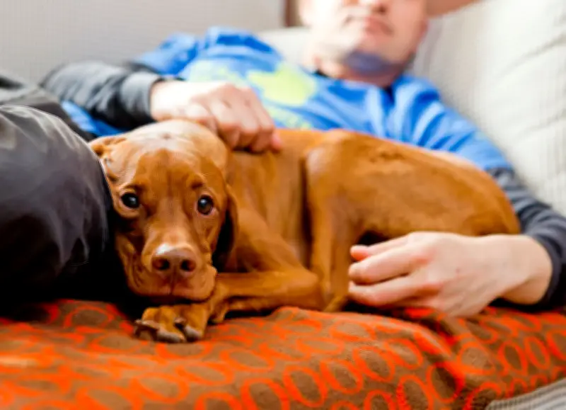 Tiergestützte Therapie: Wie Tiere bei Depressionen und Ängsten helfen können