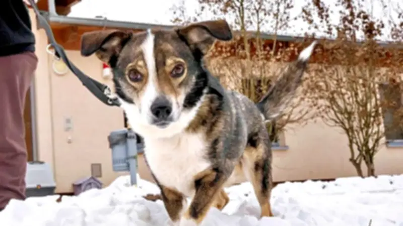 Tierheim-Hund Tim rettet bewusstlosem Gassigeher in Dessau - Held auf vier Pfoten