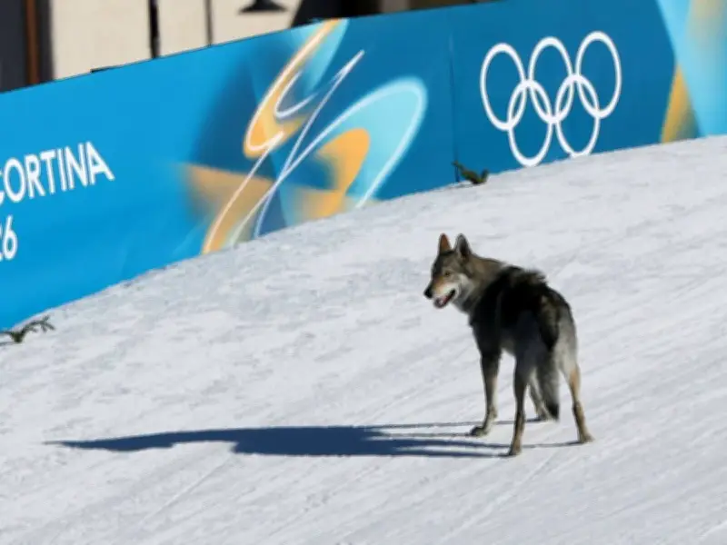 Tierischer Überraschungsgast: Hund stürmt beim Olympia-Teamsprint der Skilangläuferinnen