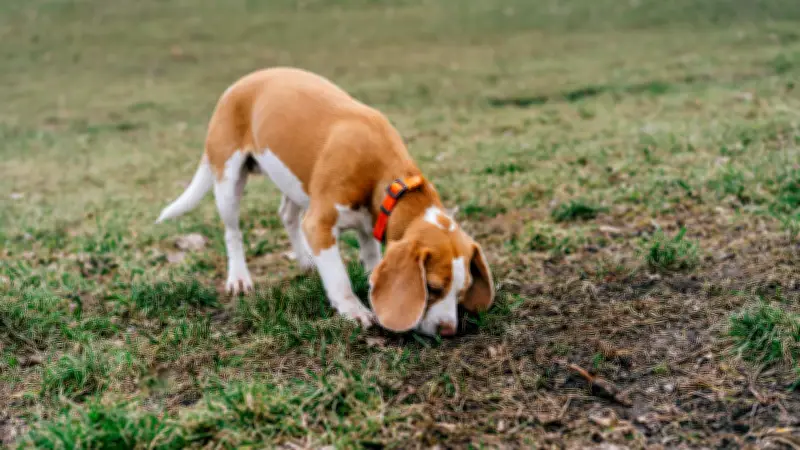 Tierärzte warnen: Warum Hunde Erde fressen und wann es gefährlich wird