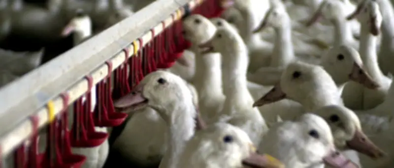 Tierschützer erheben schwere Vorwürfe gegen Brandenburger Entenmasthof