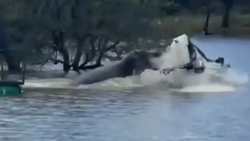 Tierschützer in Gefahr: Wütendes Flusspferd schleudert Boot durch die Luft