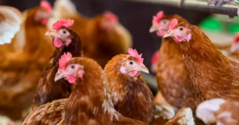 Tierschutzskandal in Mittelfranken: Schlachthof-Mitarbeiter nach Misshandlungen verurteilt