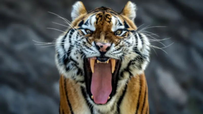 Tiger in Afrika: Ein hartnäckiger Irrtum über die asiatischen Großkatzen