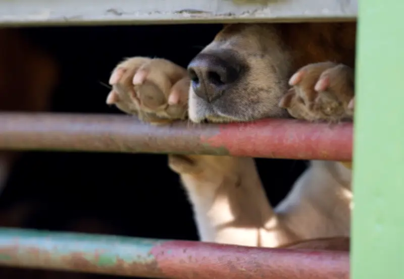 Tollwut-Fall in Rheinland-Pfalz: Welpe aus Russland stirbt – Gefälschter Impfpass entdeckt