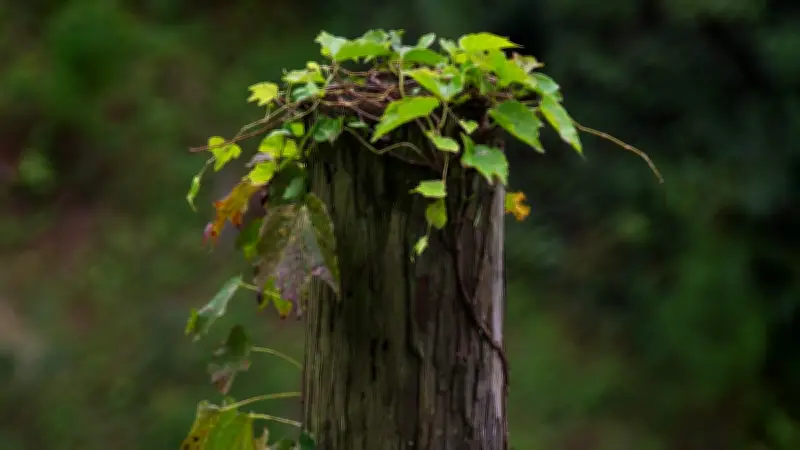Tote Bäume als Lebensraum: Wie Kletterpflanzen aus Altlasten Garten-Highlights machen
