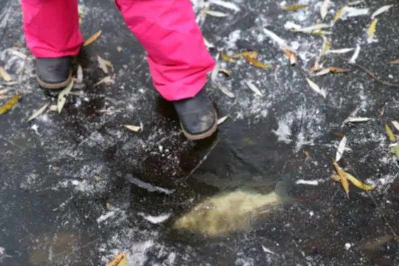 Tote Fische in Berliner Gewässern: Umweltamt bittet um Meldungen von Sichtungen