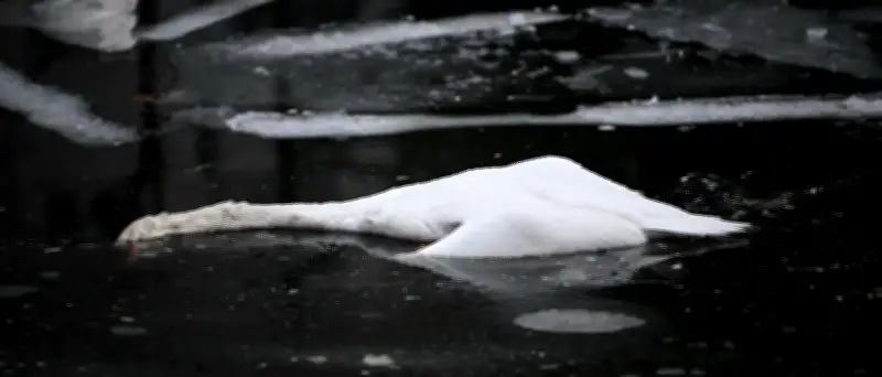 Tote Schwäne im Landwehrkanal: Polizei bergt erste Kadaver - Nahrungsmangel und Vogelgrippe als Ursachen