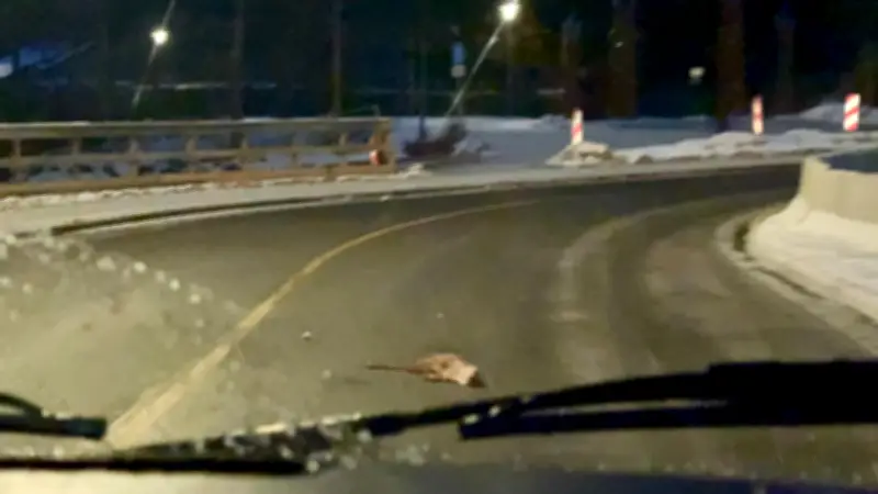 Toter Fischotter an B192: Rätsel um Verschwinden des Warener Hafen-Lieblings