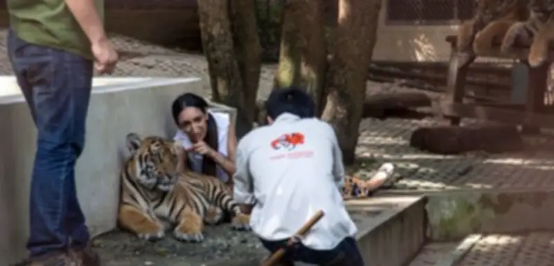 Tragödie im Tiger Kingdom: 72 Tiger in thailändischem Zoo an Krankheiten verendet