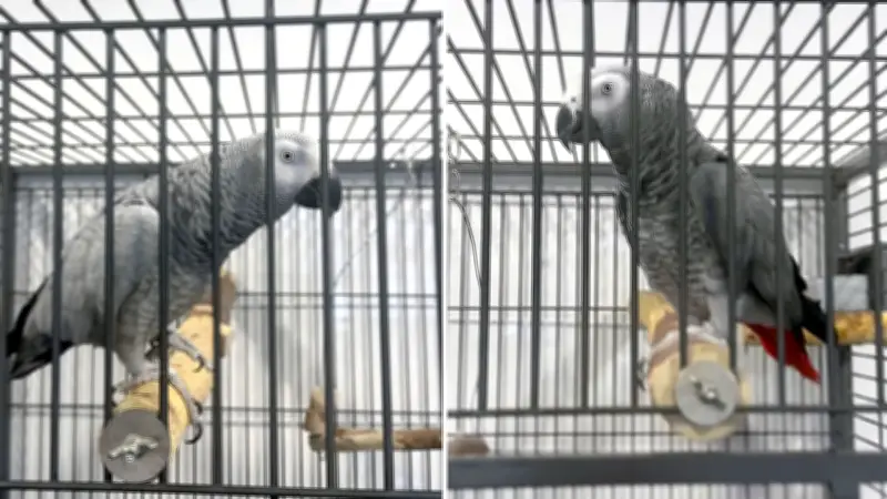 Tragödie in Düsseldorf: Zwei Papageien sterben nach Feuerlöscher-Kontrolle – Stickstoff-Vergiftung vermutet