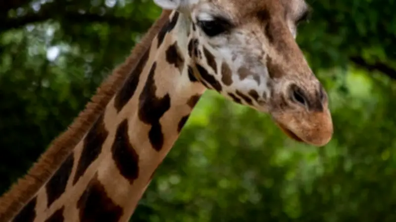 Tragischer Unfall im Erlebnis-Zoo Hannover: Giraffe Jamila stirbt mit zwölf Jahren