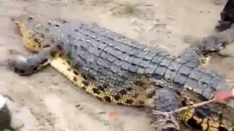 Tragisches Ende einer Muschelsuche: Frau in Krokodilmagen auf Simeuluë gefunden