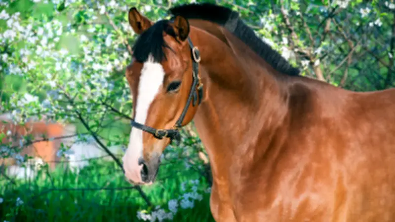 Trakehner: Vom Militärpferd zum immateriellen Kulturerbe – 300 Jahre Zuchtgeschichte