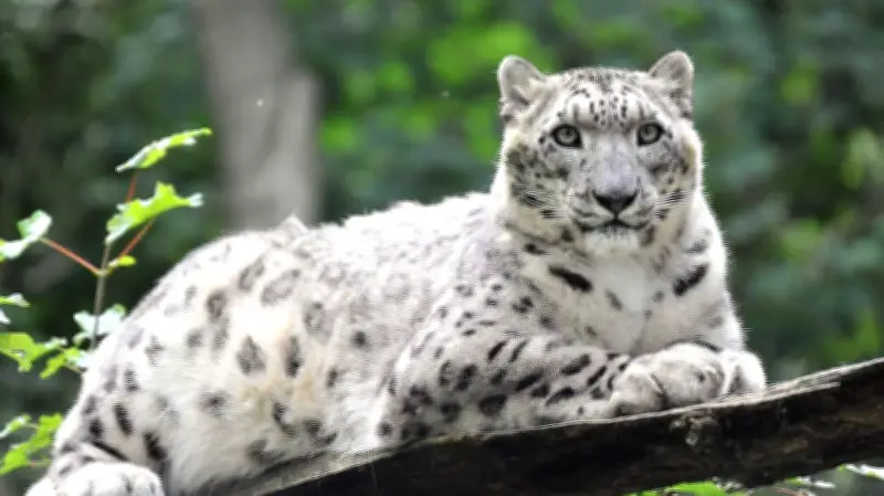 Trauer im Rostocker Zoo: Schneeleopardin Emba musste eingeschläfert werden