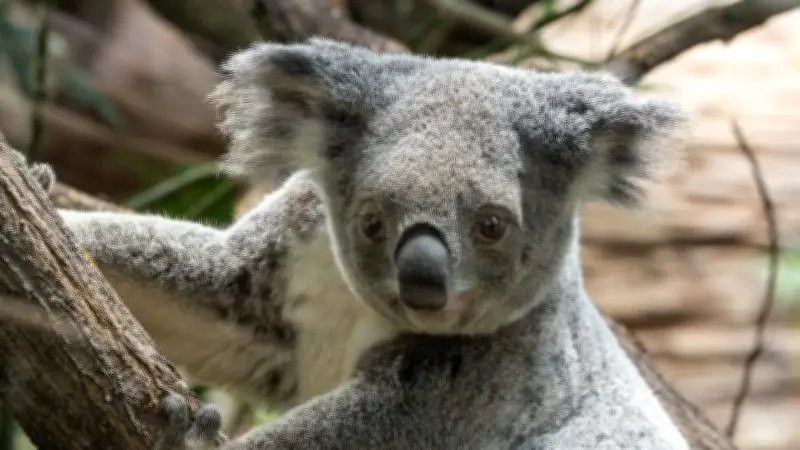 Trauer im Stuttgarter Zoo: Koala-Dame Scarborough an schwerer Blutarmut verstorben