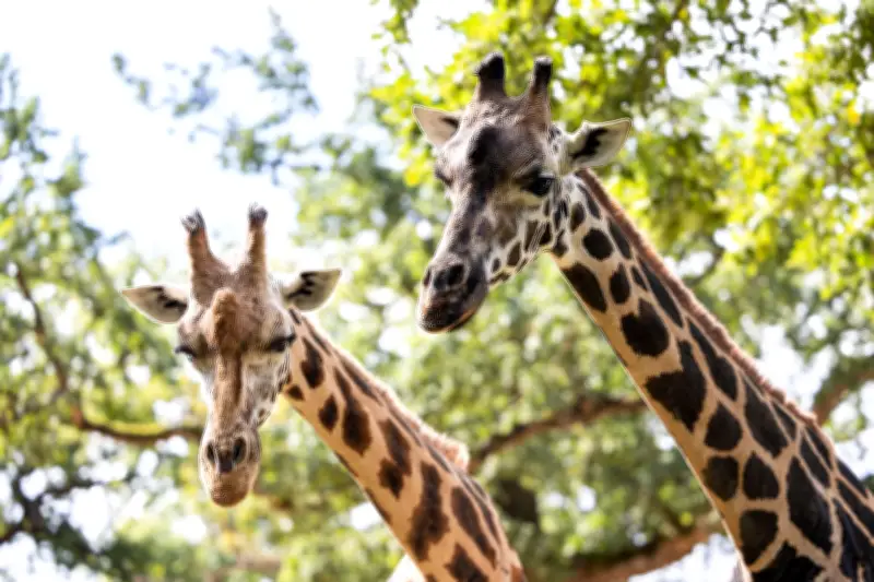 Trauer im Zoo Hannover: Giraffe Jamila nach tragischem Unfall verstorben